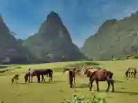 cao bang angel eye horses