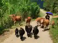 ha giang lung khuy trek farmer