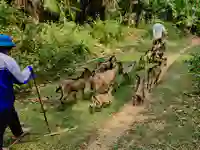 ha giang waterfall 6 goats