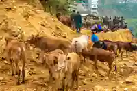 market bac ha livestock alt