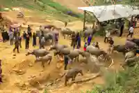 market bac ha livestock