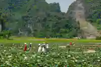 ninh binh lotus garden