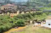 sapa bac ha river bathing