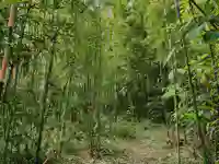 sapa bamboo forest alt