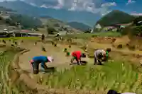 sapa lao chai planting