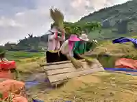 sapa rice harvest